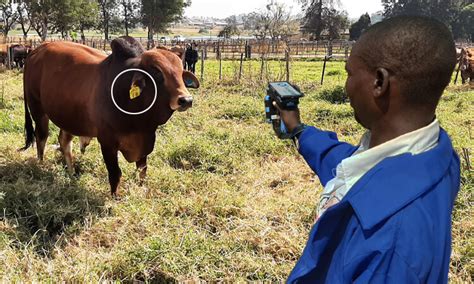 rfid tags for ranchers